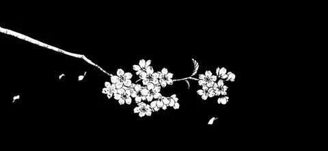 Black sakura