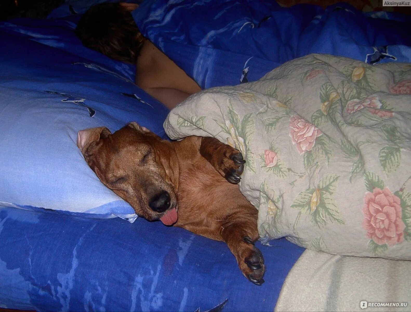 Кровать для собаки. Щенок на кровати. Спящие собаки. Собака рядом с кроватью. Собака начала на кровать почему.