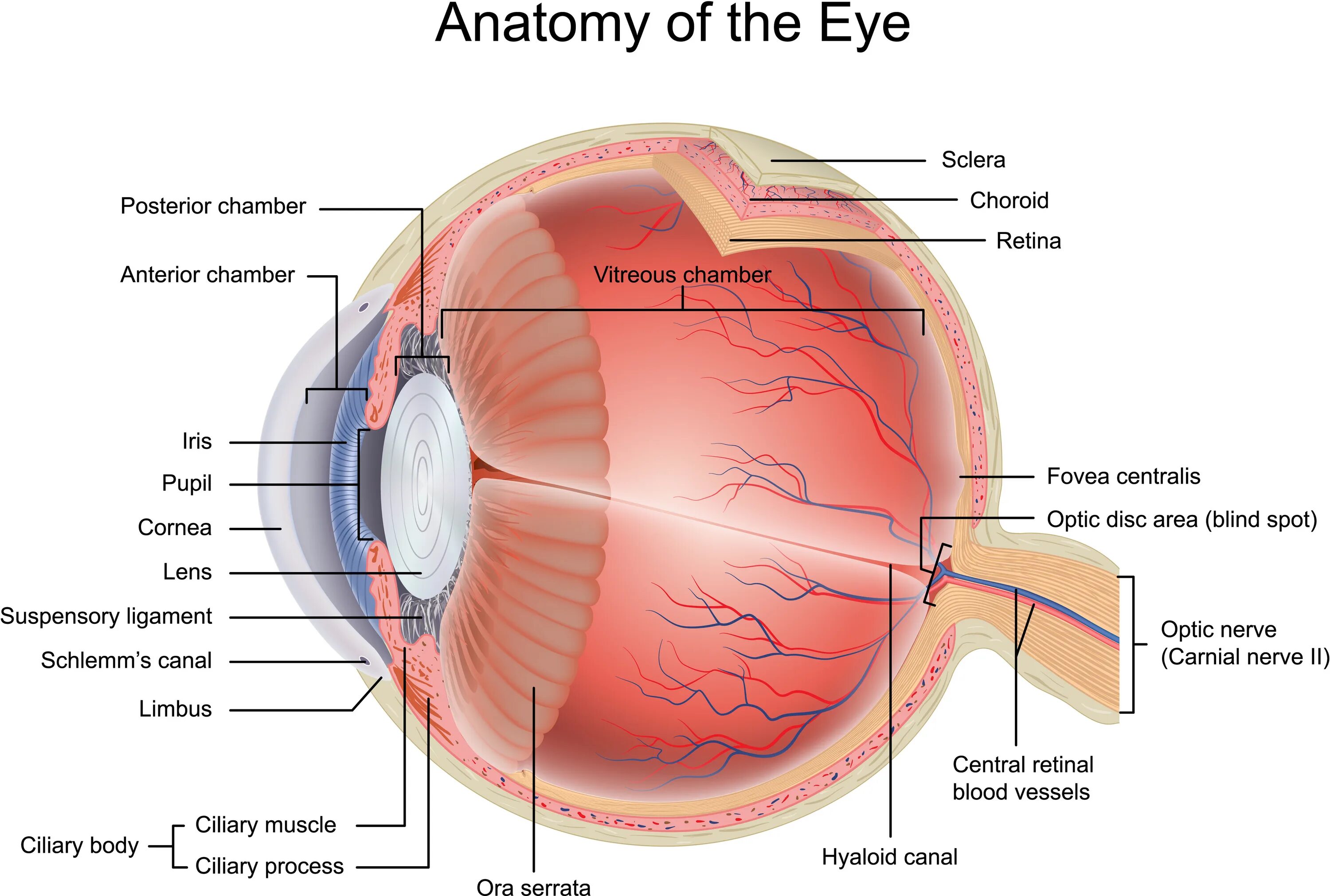 Строение глазного яблока человека анатомия латынь. Ora serrata анатомия глаза. Глазное яблоко анатомия строение латинский. Строение глазного яблока анатомия латынь. Сетчатка буква