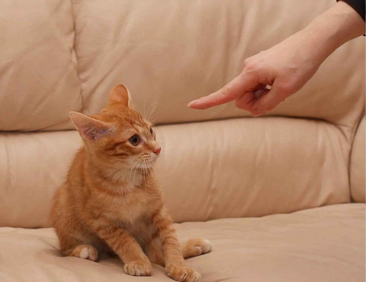 Кот тыкается носом. Кота ругают. котенок наказан. котенка тыкают носом. упрекающий кот.