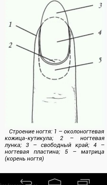 Корни ногтей находятся. Строение ногтевой пластины схема. Строение ногтя анатомия. Дорсальный слой ногтевой пластины. Ноготь сбоку схема.