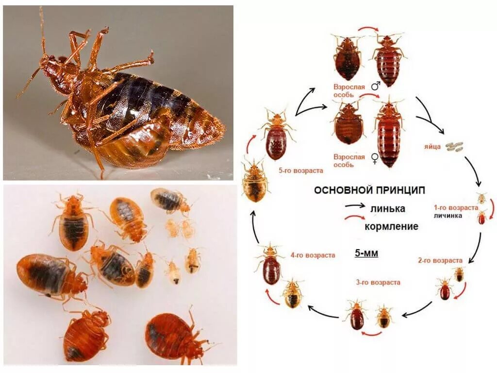 Сколько живут клопы квартире. Жизненный цикл постельного клопа. Взрослая особь клопа постельного. Постельный клоп (Cimex lectularius). Цикл развития клопов домашних.