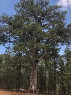 Крупная сосна