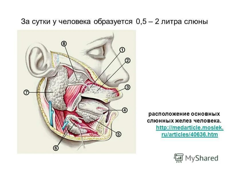 проток околоушной железы. околоушная железа и лицевой нерв. проток околоушной слюнной железы анатомия. топография околоушной слюнной железы. околоушная слюнные железы анатомия человека.