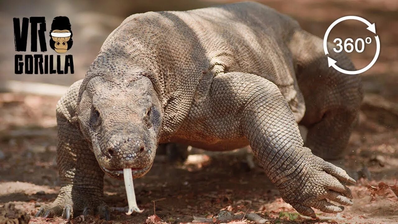 Big lizard
