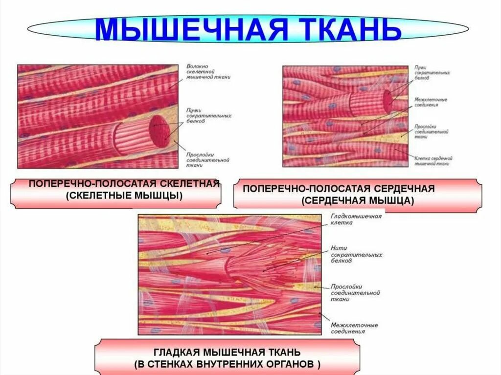 Скелетная поперечно полосатая мускулатура состоит из. Поперечнополосатая Скелетная мышечная ткань человека. Поперечнополосатая Скелетная и сердечная мышечная ткань. Поперечно полосатая мышечная ткань строение ткани. Скелетная сердечная и гладкая мышечная ткань.