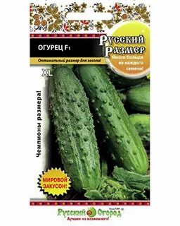 Сорт огурцов русский