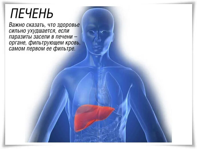 фильтрация печень. печень человека анатомия и физиология. вывод желчи из организма. что очищает кровь человека какой орган. выведение желчи из печени.