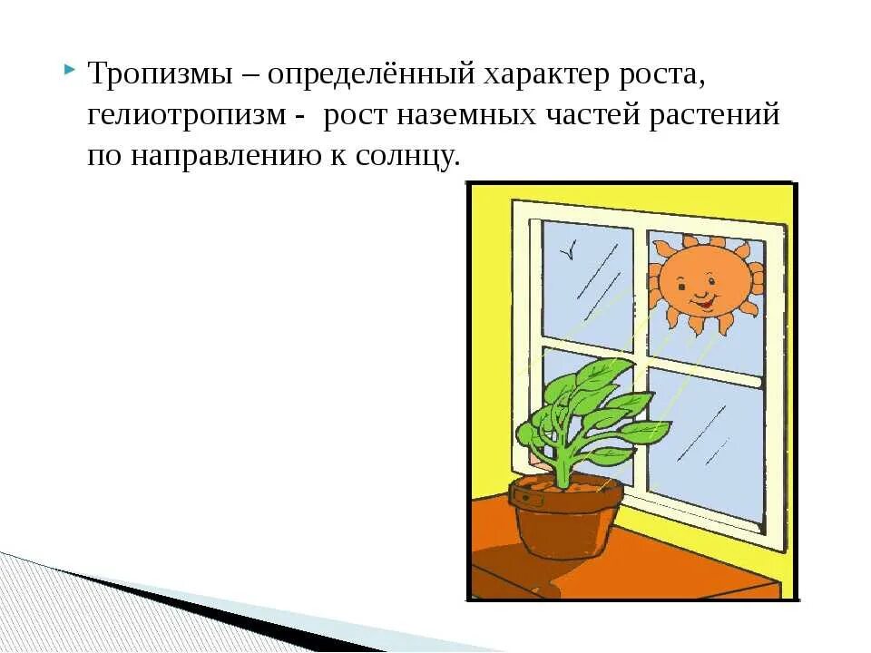 Тропизмы настии. Положительный фототропизм у растений. тропизмы у растений. пример фототропизма у растений. положительный и отрицательный тропизм.