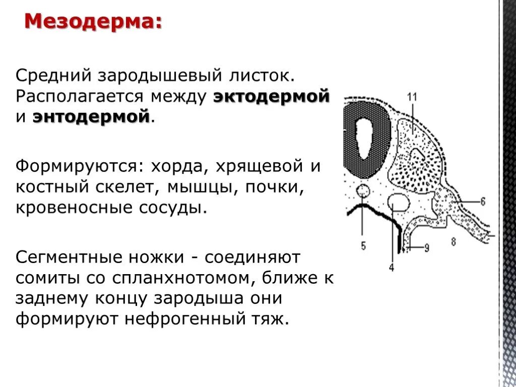 Мезодерма зародыша
