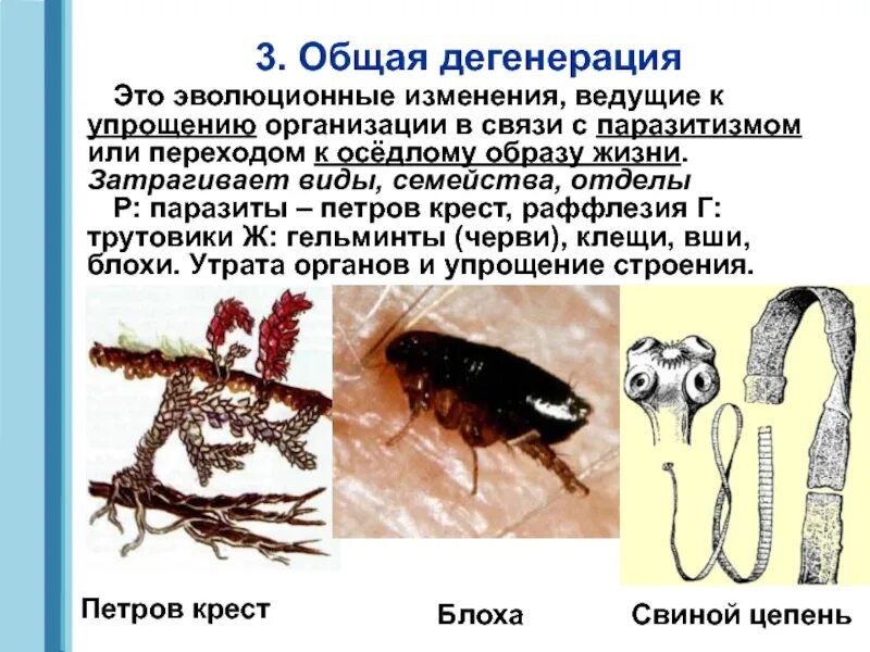 Общая дегенерация. Эволюция общая дегенерация. Общая дегенерация это в биологии. Дегенерация паразитов.