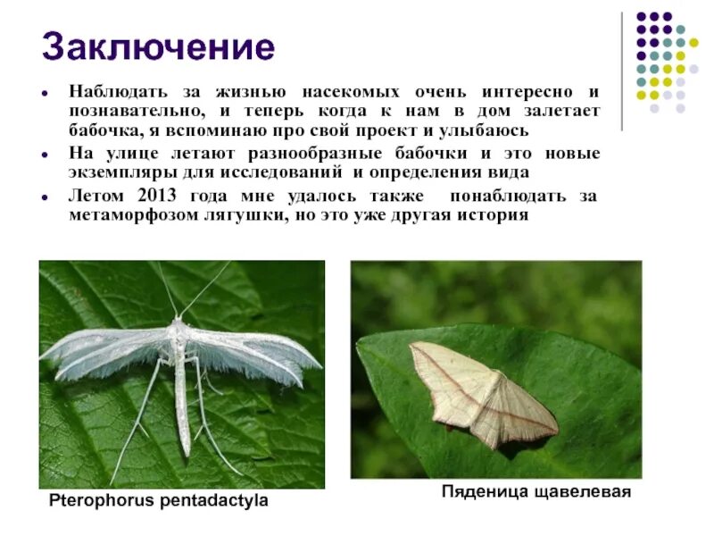 Метаморфоз бабочки. Изменения в жизни насекомых летом. Что интересного можно наблюдать весной в жизни насекомых. Проект метаморфоз бабочек.