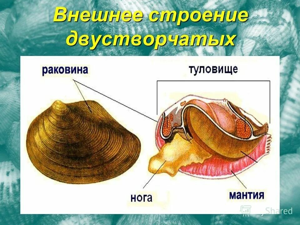 Для всех моллюсков характерно. Класс двустворчатые беззубка. Двустворчатые моллюски мидии. Двустворчатые моллюски строение. Строение строение двустворчатого моллюска.