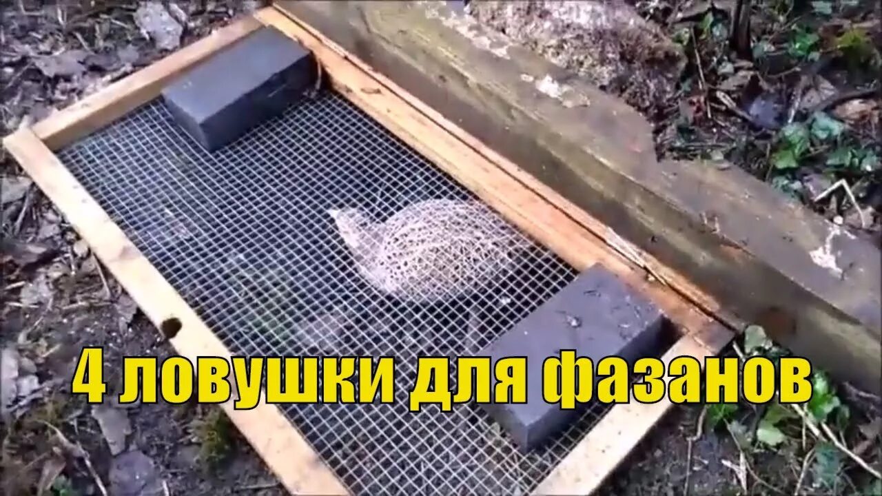 Чертежи ловушки фазана. Ловушки на фазана капкан. ЛОВУШКА для фазана пирамида. ЛОВУШКА лучок на фазана. ЛОВУШКА клетка на фазана