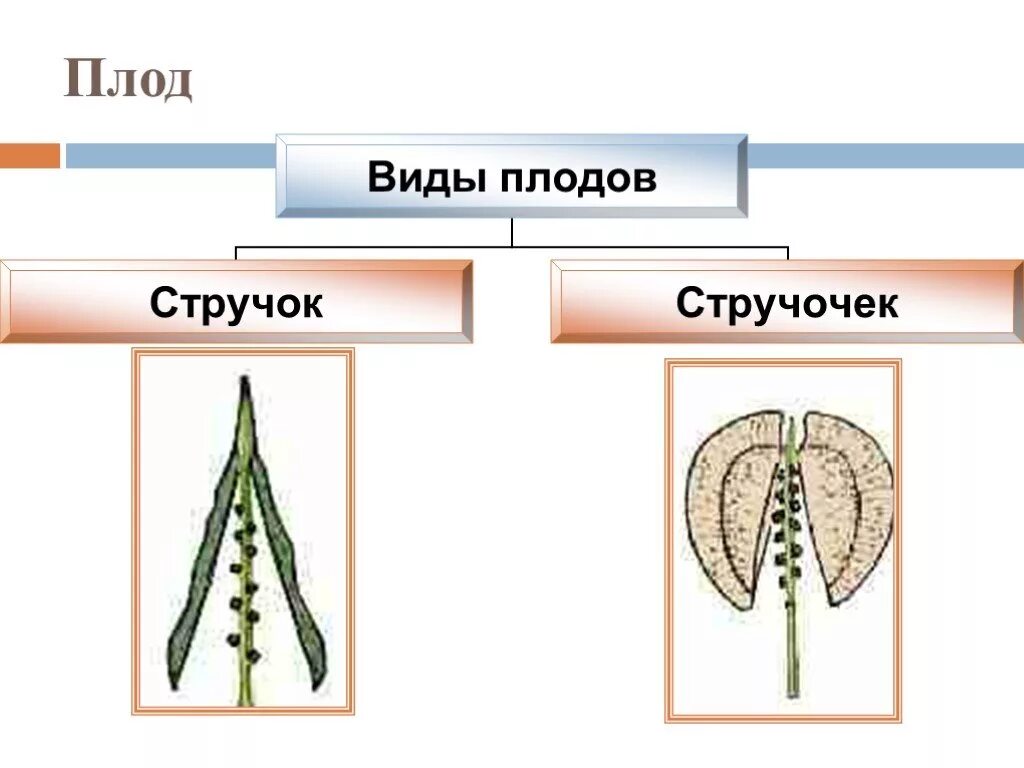 Стручочек. Семейство крестоцветные плод. Плод крестоцветных - стручок и стручочек. Строение плода крестоцветных. Тип плода крестоцветных.