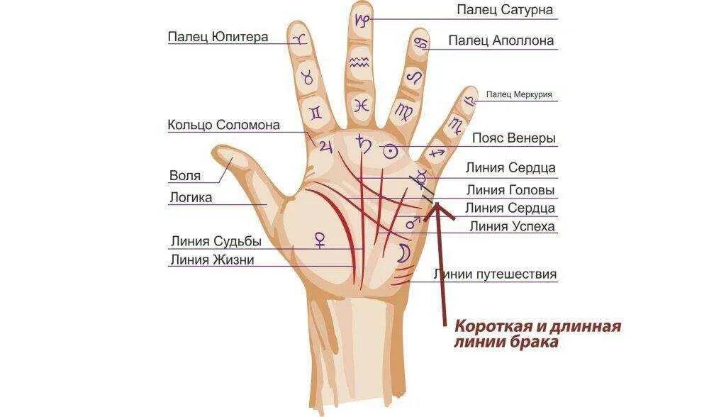 Где ладонь. Холм Нептуна хиромантия. Холм Нептуна на руке. Линия любви на ладони расшифровка. Линия любви на руке женщины с расшифровкой фото и описание.