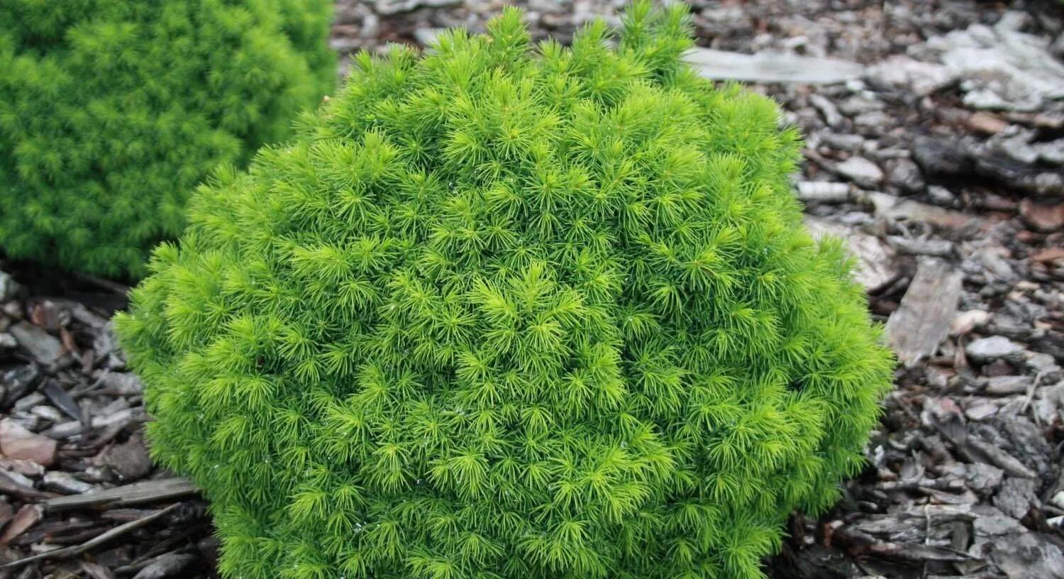 Ель сизая (Picea glauca) “Alberta Globe”.