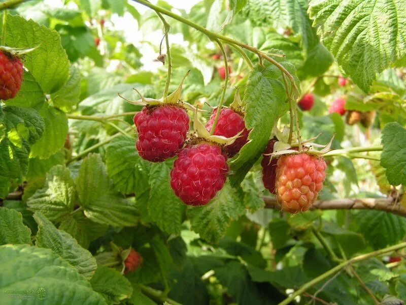 Малина сорт вислуха. Малина сорт Новокитаевская. Малина Rubus idaeus. Малина вислуха ремонтантная. Сорт малины дочь