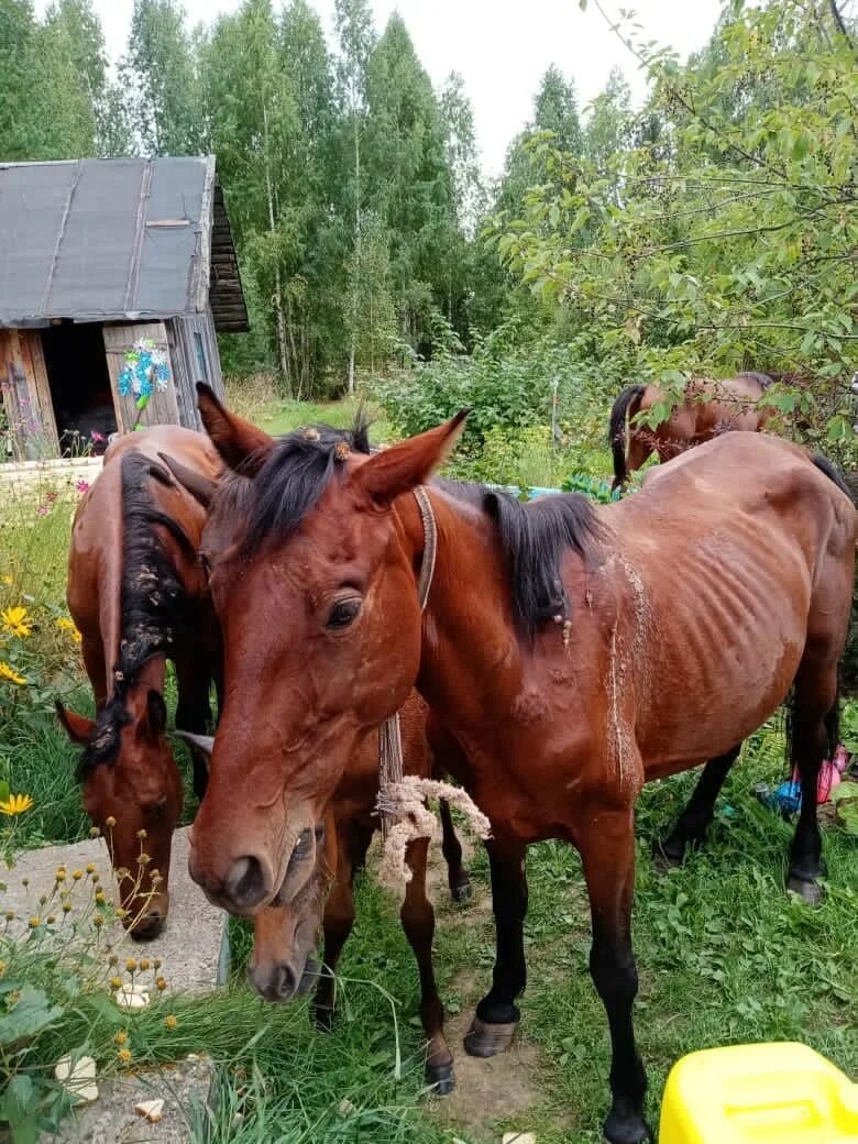 Голодная лошадь. Лошади ходят. Бродячие кони.