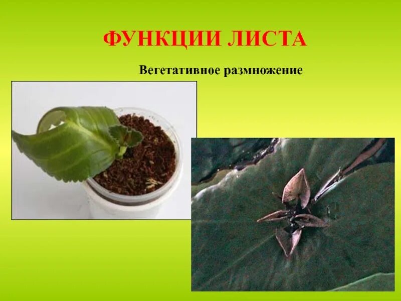 Функции листьев