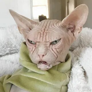 Страшная фотка кота