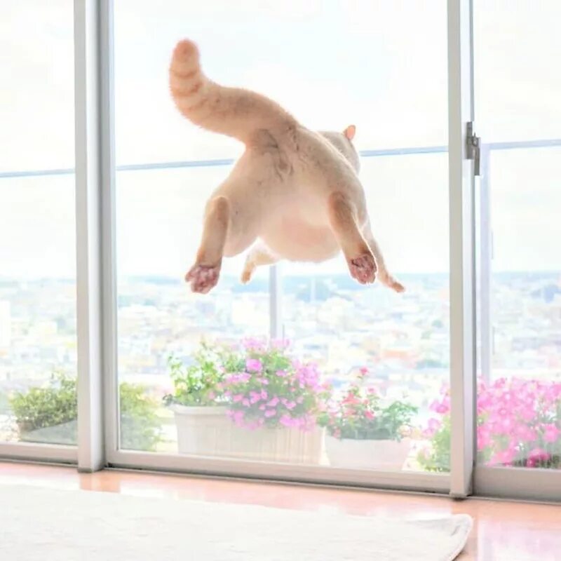 Cat dancing speed up