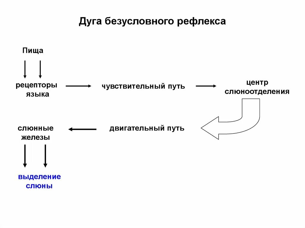 Схема безусловного слюноотделительного рефлекса. Дуга безусловного рефлекса. Рефлекторная дуга безусловного рефлекса. Безусловная рефлекторная дуга.