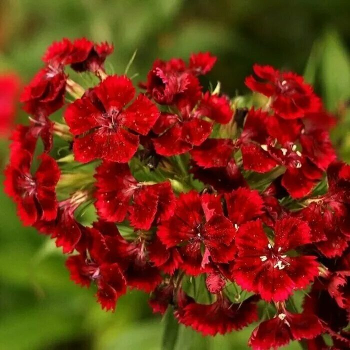 Турецкие гвоздики купить. Гвоздика бородатая - Dianthus barbatus. Гвоздика турецкая Диабунда. Гвоздика турецкая (бородатая). Dianthus barbatus l. гвоздика бородатая.