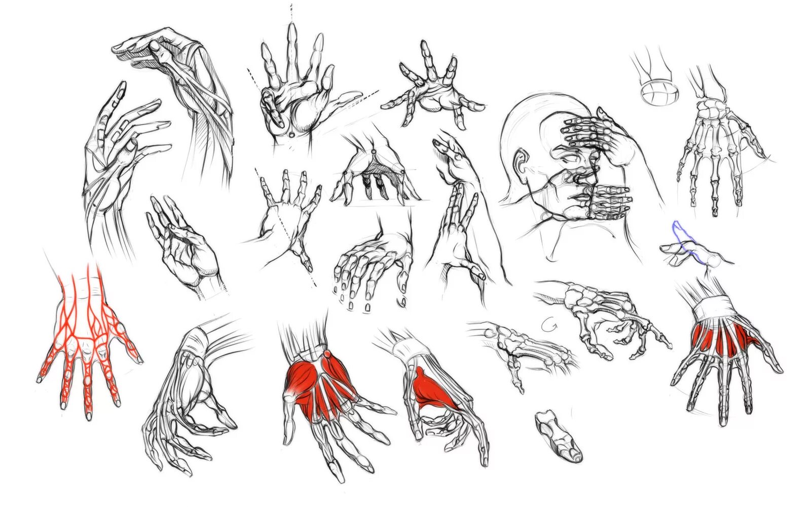 Строение руки рисунок. Анатомия кисти референс. Кисти рук референсы анатомия. Анатомия кистей рук Барчаи. Анатомия человека для рисования руки.