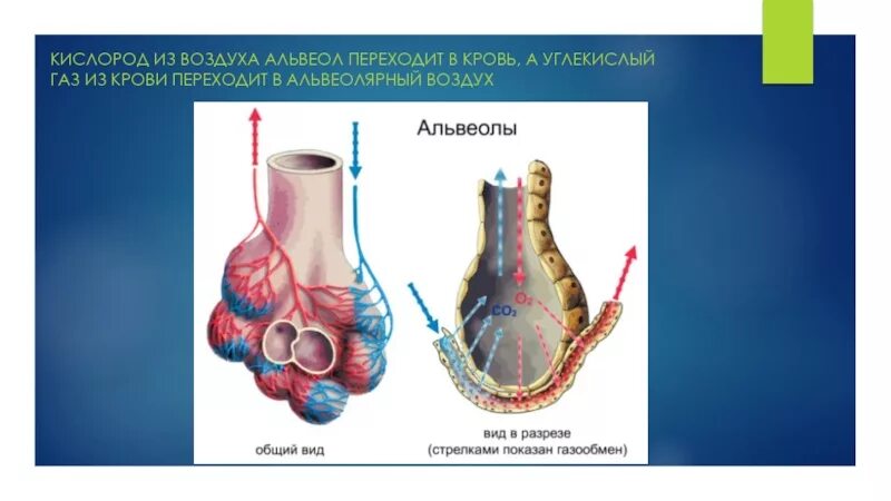 Воздух поступает в альвеолы. Альвеолярный воздух. Альвеолы воздух. Переход кислорода из альвеол в. Диффузия кислорода из альвеолярного воздуха в кровь.