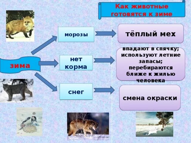 Годовое изменение в жизни животных. Как животные готовятся к зиме. Животные готовятся к зиме. Как животные подготавливаются к зиме. Как звери готовятся к зиме.