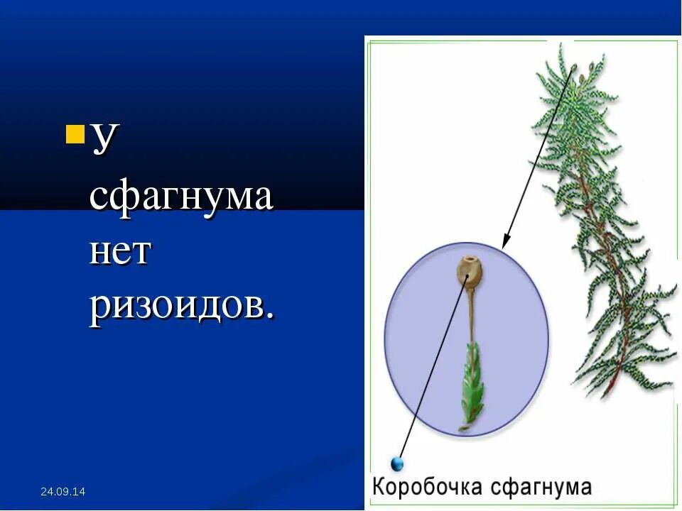 сфагнум болотный покрытосеменной. сфагнум строение. сфагнум ризоиды. мох сфагнум строение рисунок. сфагнум ризоиды.