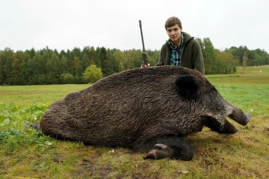 Крупнее это. Огромный бобер.