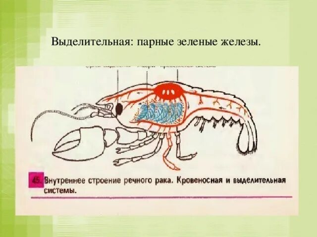 К какой системе относится зеленая железа. Выделительная система ракообразных схема. Зелёные железы у ракообразных. Выделительная система ракообразных. Зеленые железы у членистоногих это.