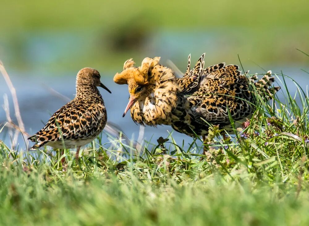 болотный кулик турухтан. турухтан. кулик турухтан птица. турухтан (philomachus pugnax). турухтан.