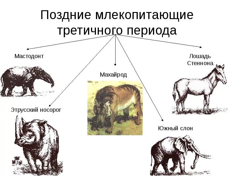 Какой элемент внешнего облика млекопитающих появляется впервые. Этрусский носорог. Эволюция хищных животных. Млекопитающие третичного периода. Эволюция млекопитающих.