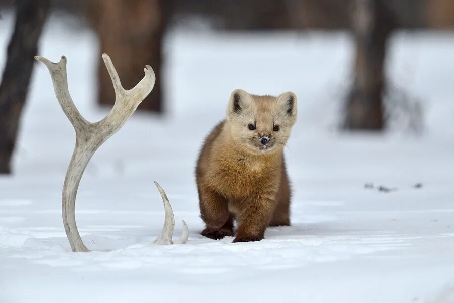 На следующей странице представлены фотографии соболя. Фауна плато Путорана. Плато Путорана заповедник.