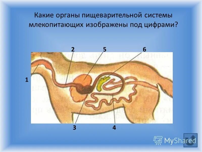 К органам пищеварительной системы млекопитающего относится. Пищеварительная система млекопитающих. Система органов пищеварения млекопитающих. Пищеварительная система млекопитающих схема. Строение органов пищеварения млекопитающих.