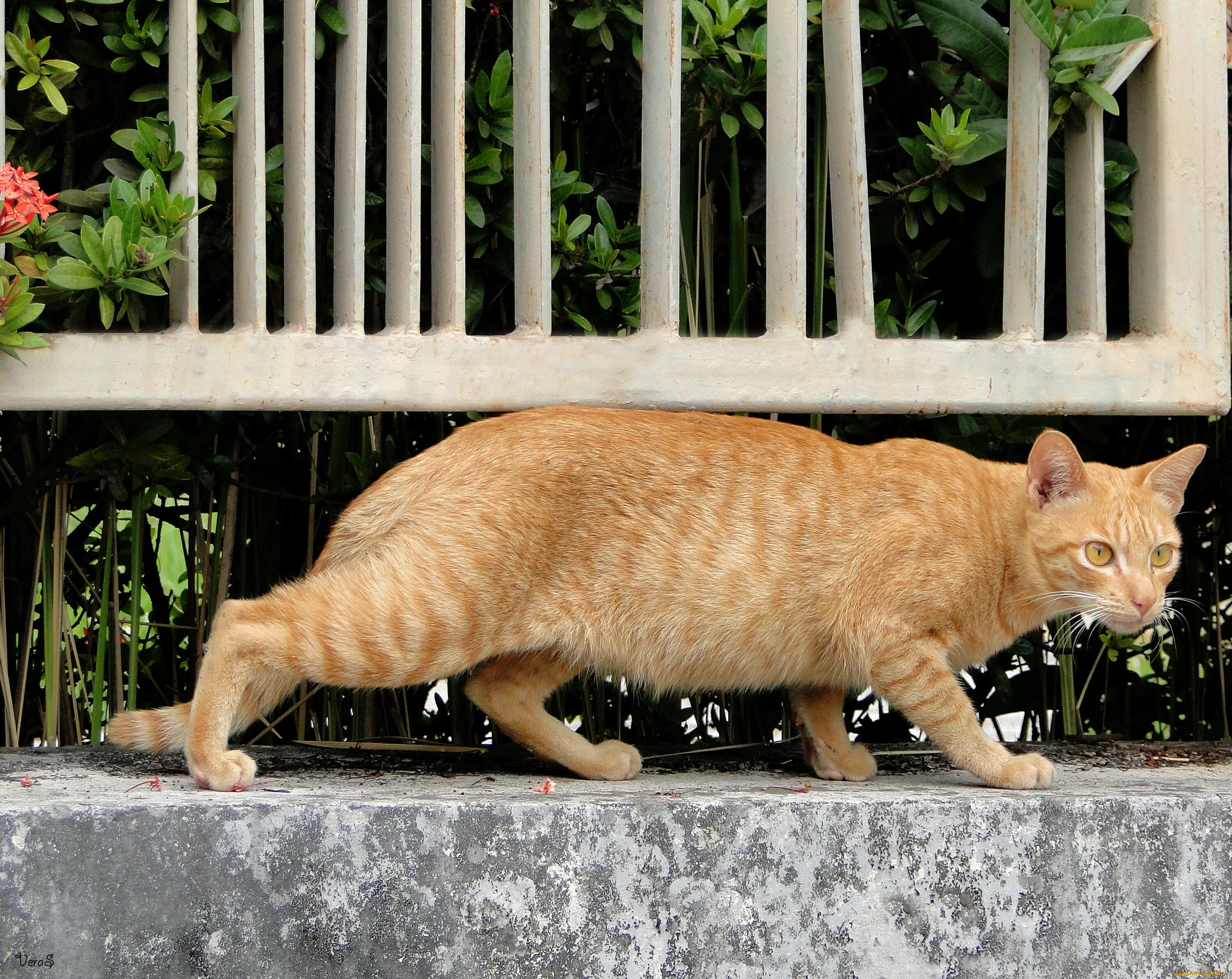 Прогулка кота