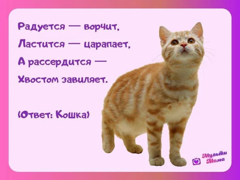 Загадки про котенка для 1 класса. Загадка про кошку для детей. Загадка про кота. Загадка про кошечку для детей. Загадка про кота для детей.