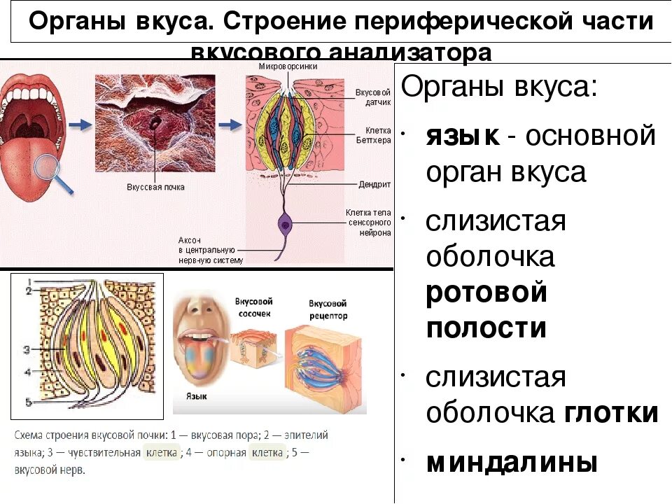 Вкусовой анализатор 8 класс биология. Орган вкуса строение и функции. Вкусовой анализатор человека биология 8 класс. Вкусовой анализатор строение и функции. Строение органа вкуса человека.