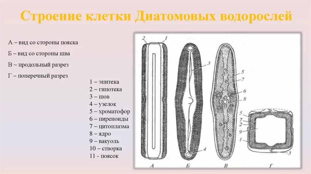 Органеллы водоросли. Отдел диатомовые водоросли строение. Диатомовые водоросли строение клетки. Диатомовые водоросли строение. Пиннулярия водоросль строение.