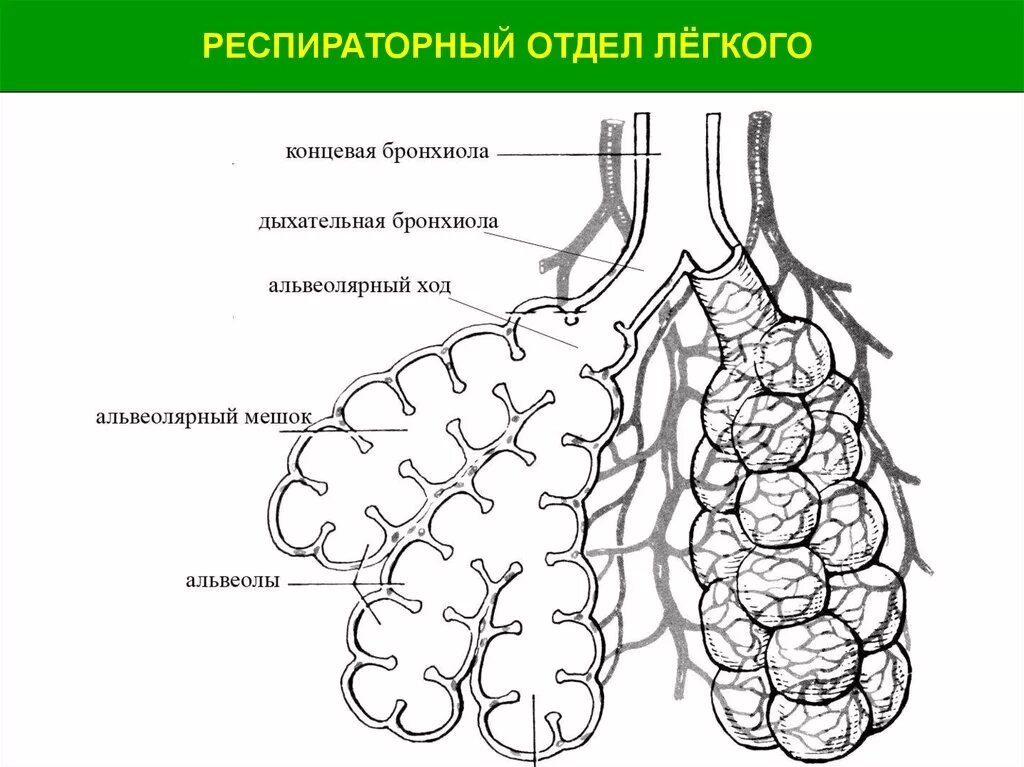 Развитие альвеолярных легких