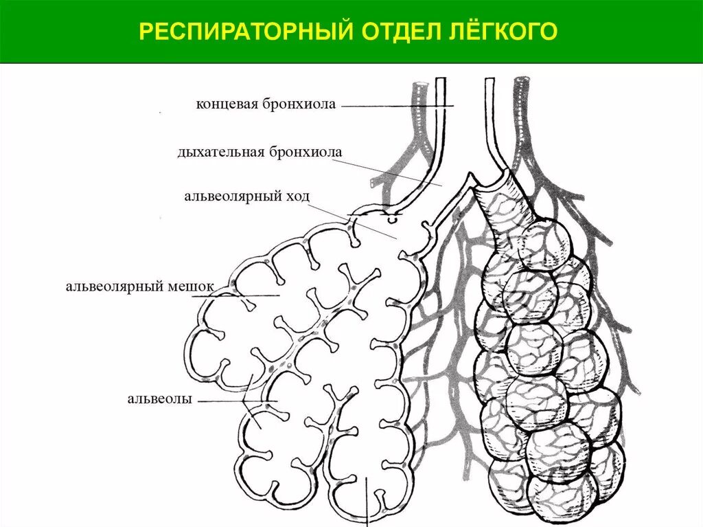 У кита альвеолярные легкие. Схема строения легочного ацинуса. Схема строения ацинуса легкого. Строение альвеолярного дерева. Бронхиальное дерево и ацинус.