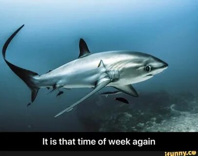 Thresher shark