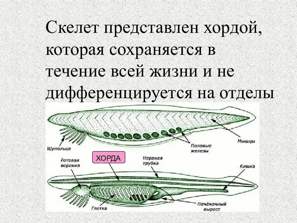 Выберите признаки хордовых
