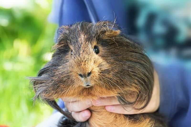 Photograph of Yellow Guinea pig standing up and squeaking. Rights managed white 