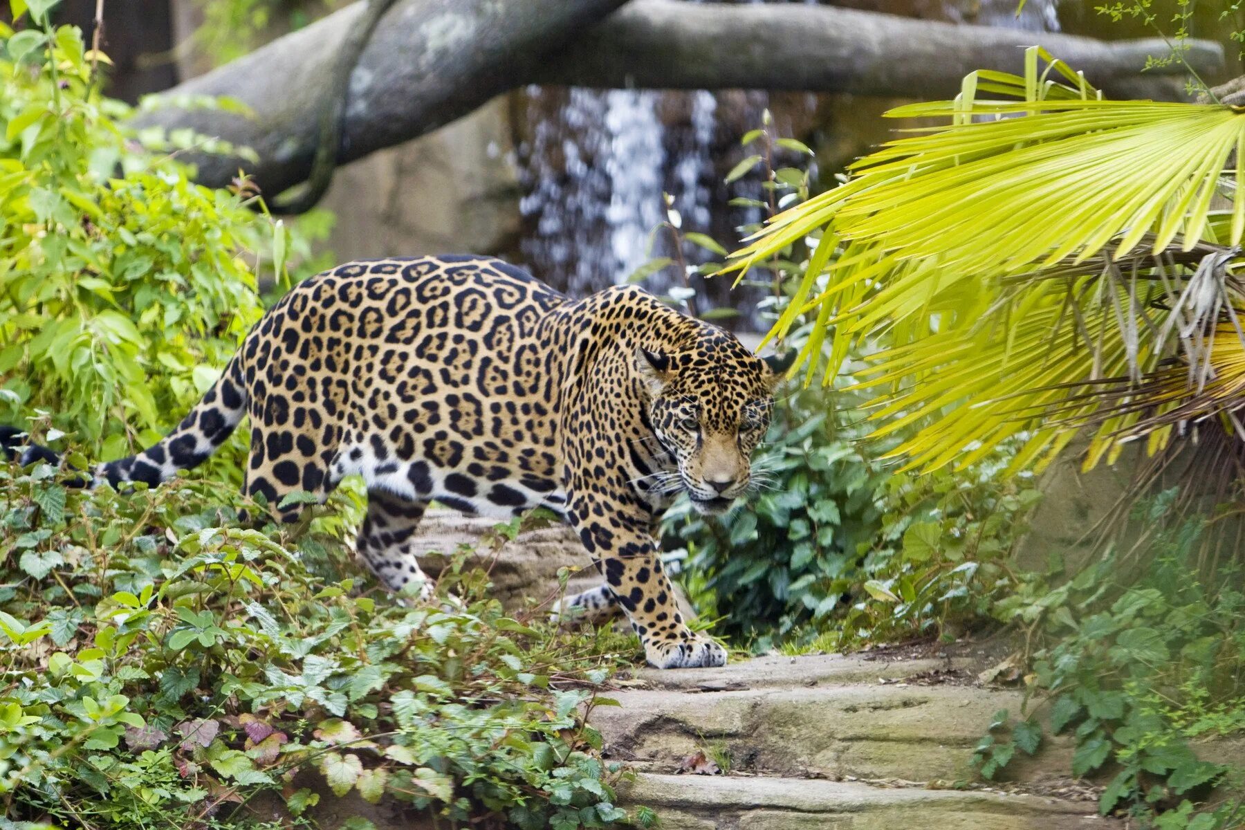 Какие звери самые лучшие. Зоопарк Майами (Zoological Wildlife Foundation). Московский зоопарк Ягуар. Ягуар зоопарк Московский зоопарк. Лоро парк Ягуар.