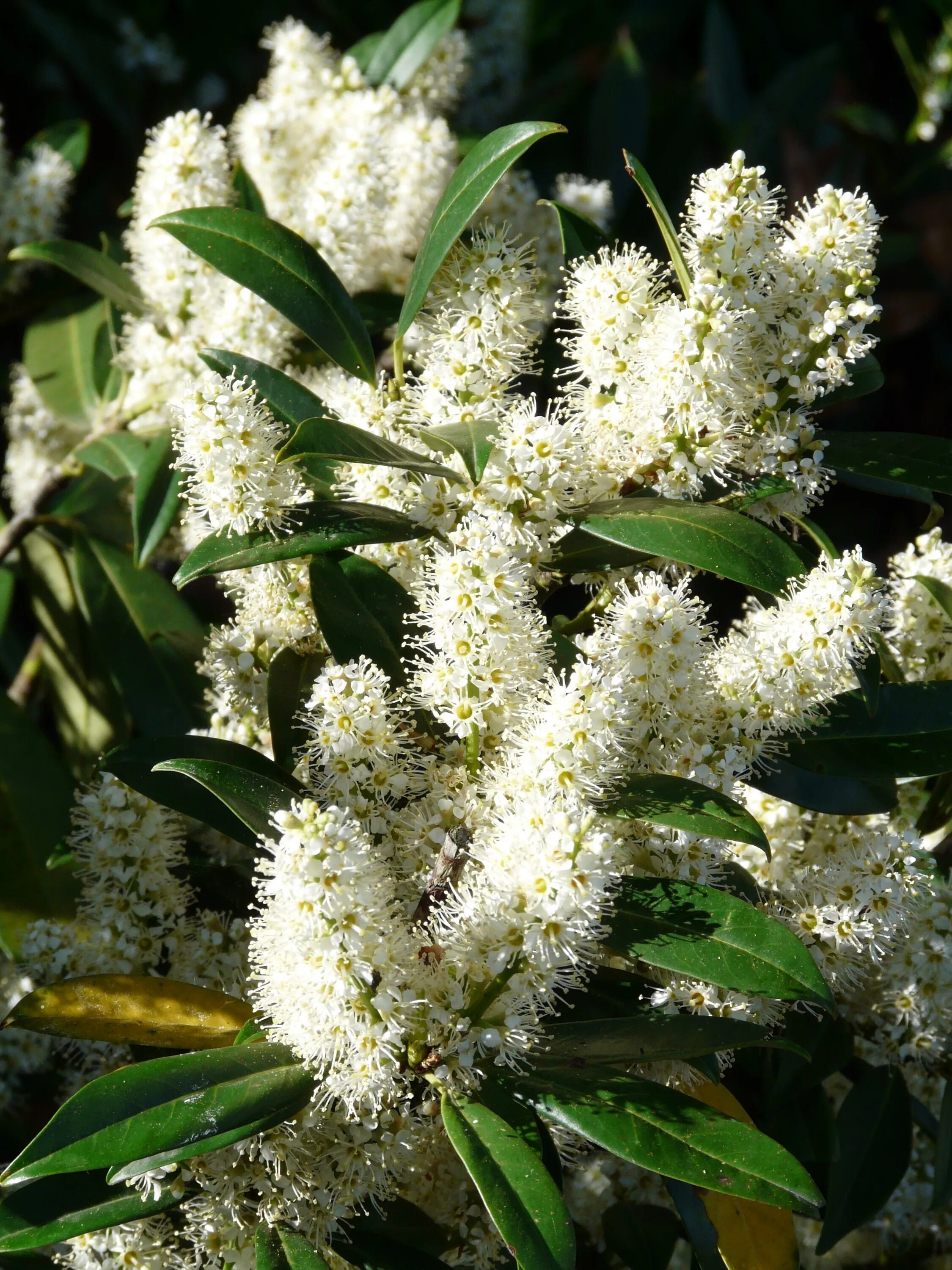 Какое дерево цветет белым цветом. Лавровишня куст. Лавровишня цветет. Prunus laurocerasus.