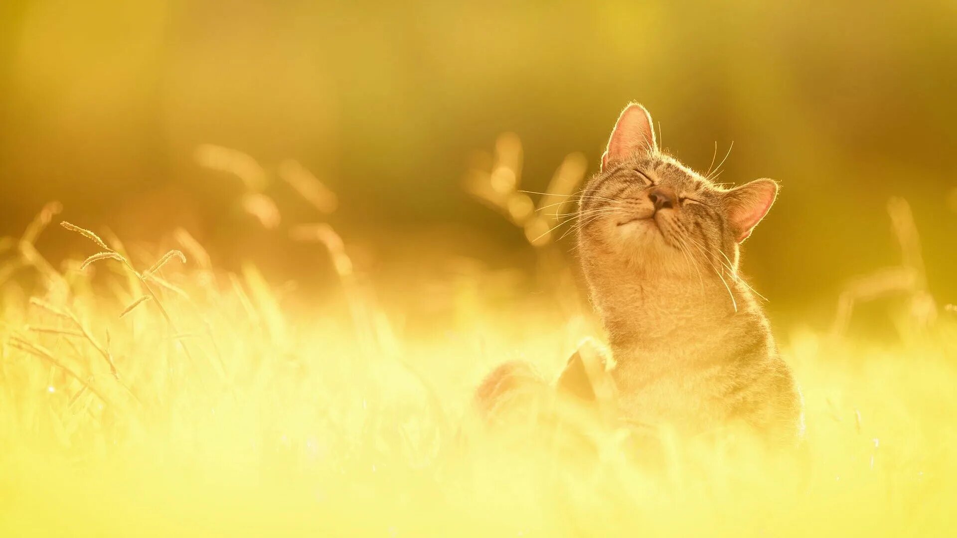 Утро солнце веселое. Солнечный котик. Кот на солнышке. Котик на солнце. Позитивный фон.